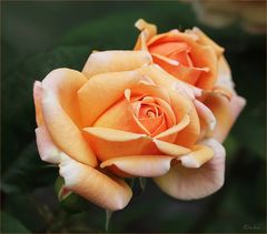 Gartenrosen...