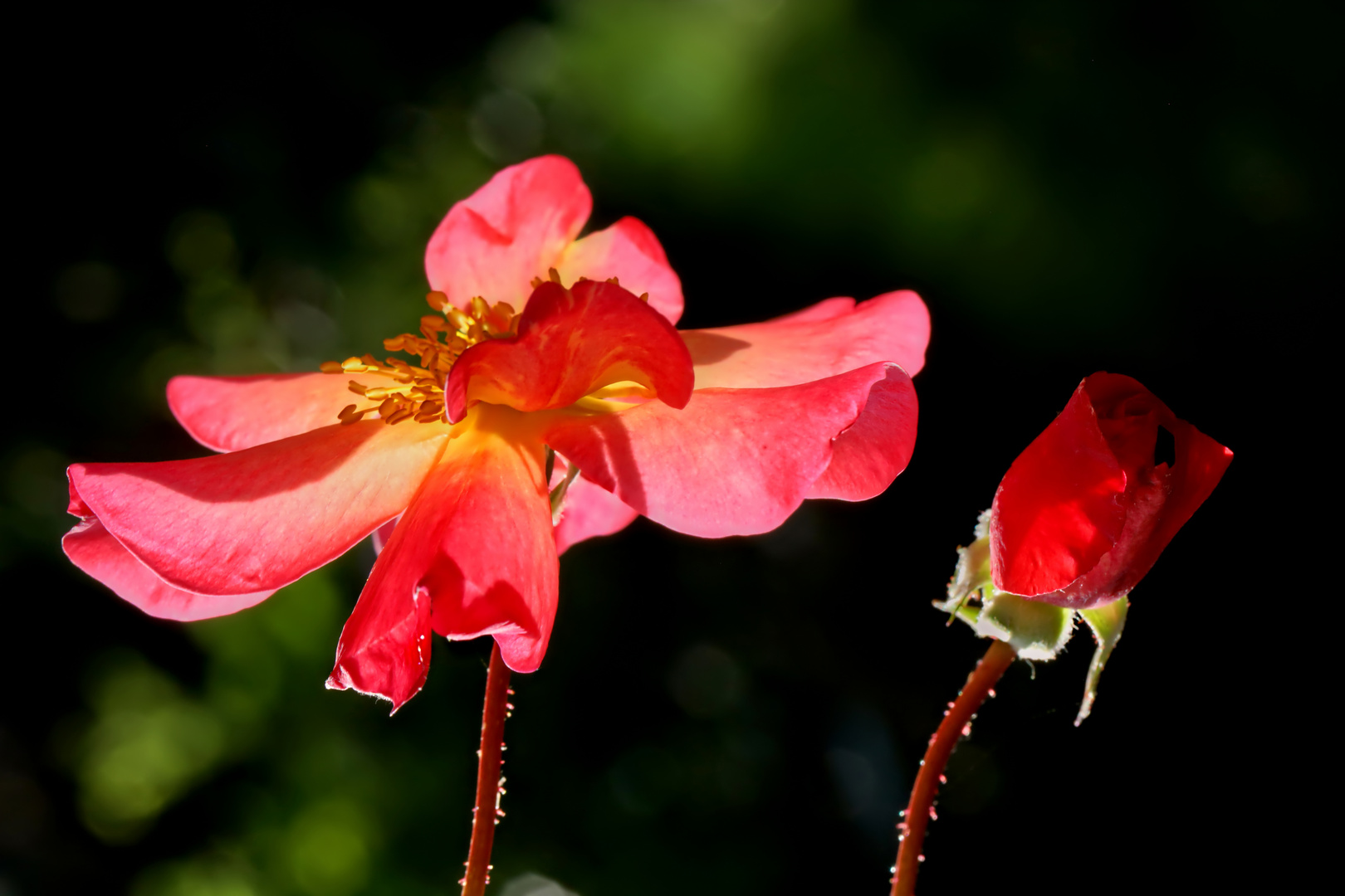 Gartenrosen - roses in the garden