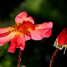 Gartenrosen - roses in the garden
