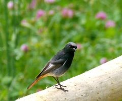 Gartenrotschwänzchen ...