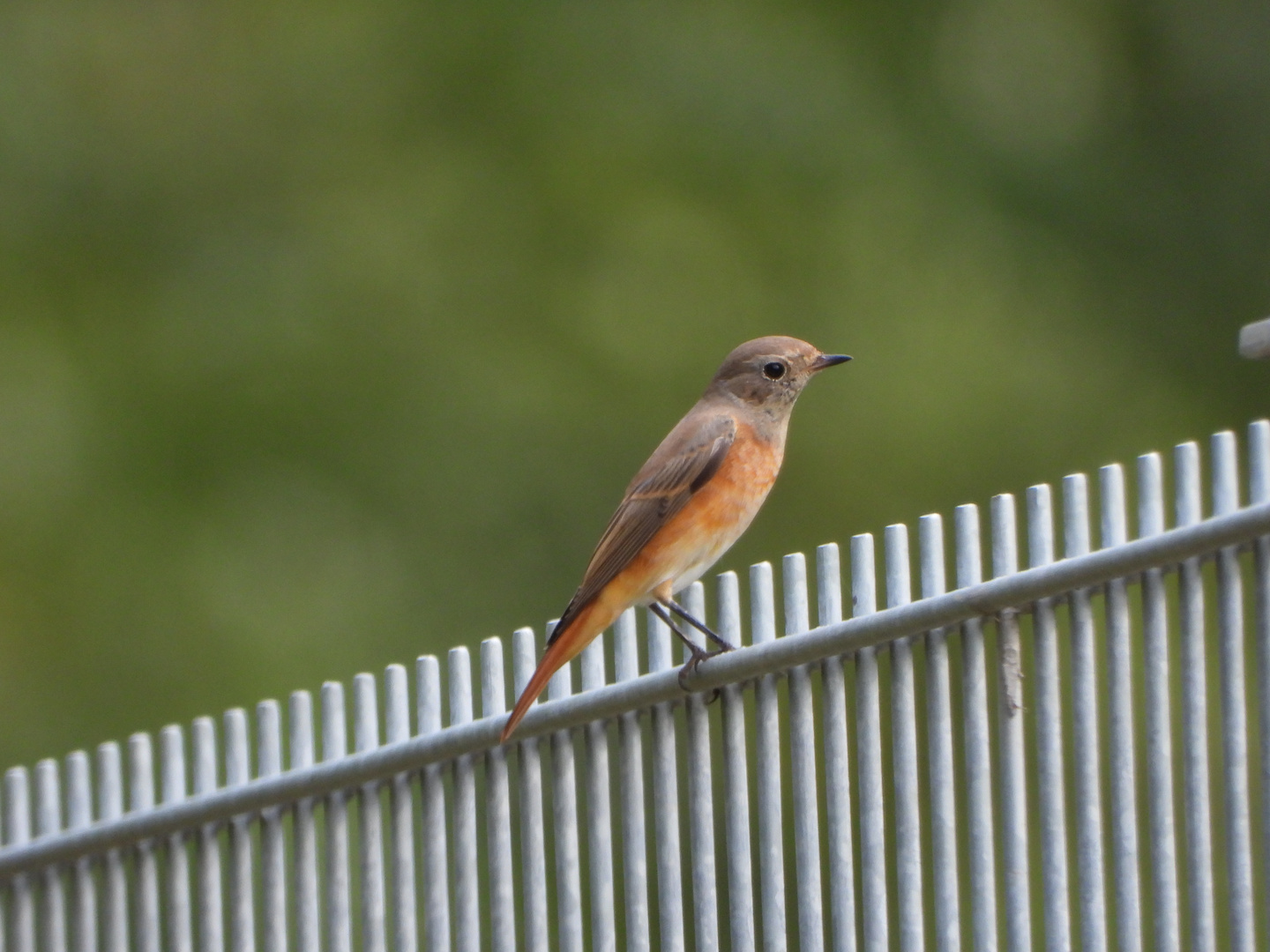 Gartenrotschwänzchen .......