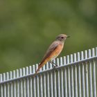 Gartenrotschwänzchen .......