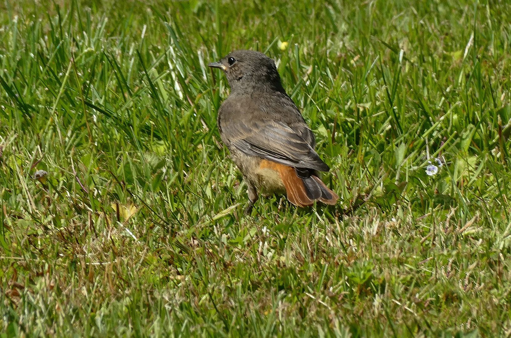 Gartenrotschwänzchen