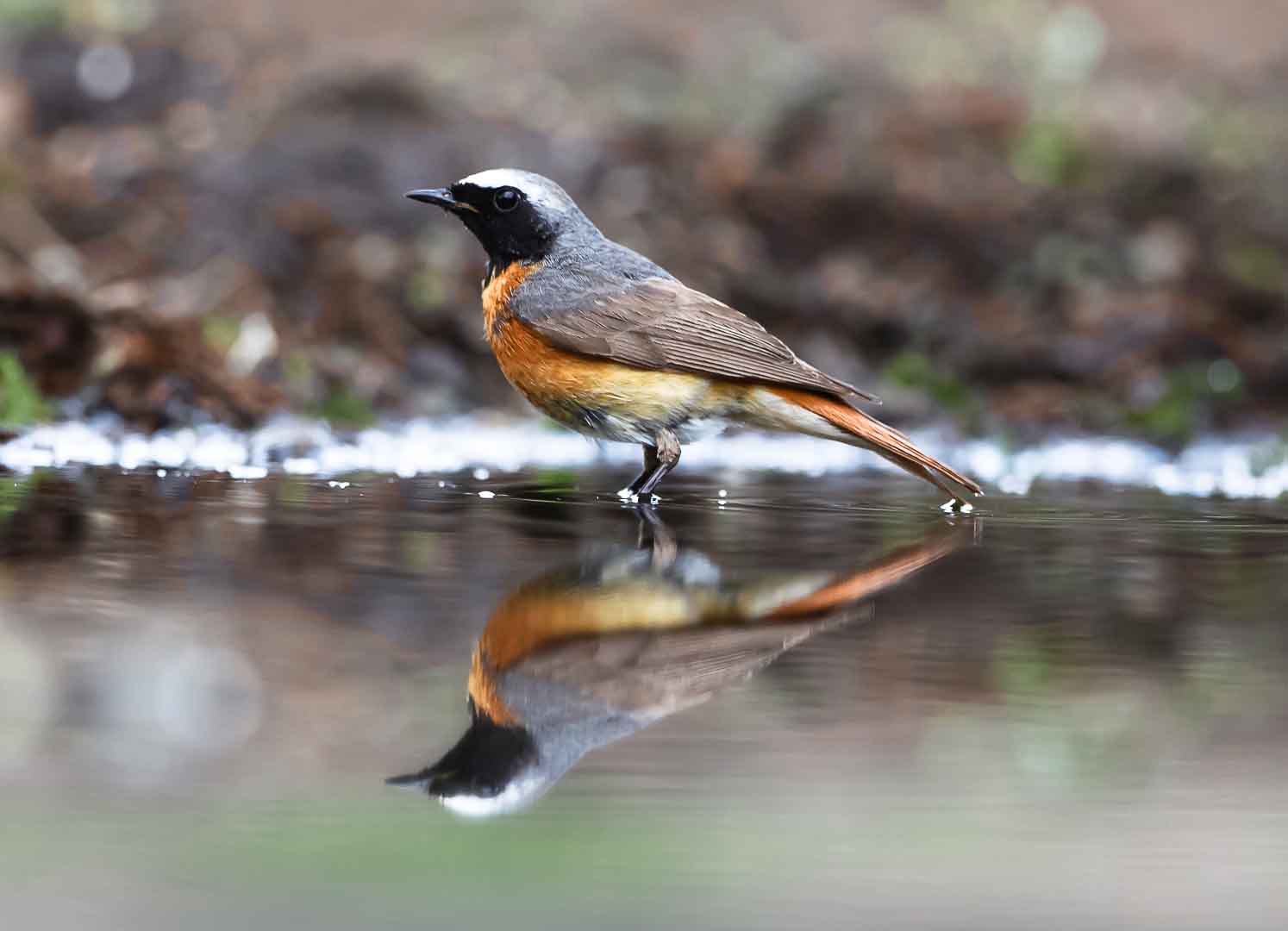 Gartenrotschwänzchen