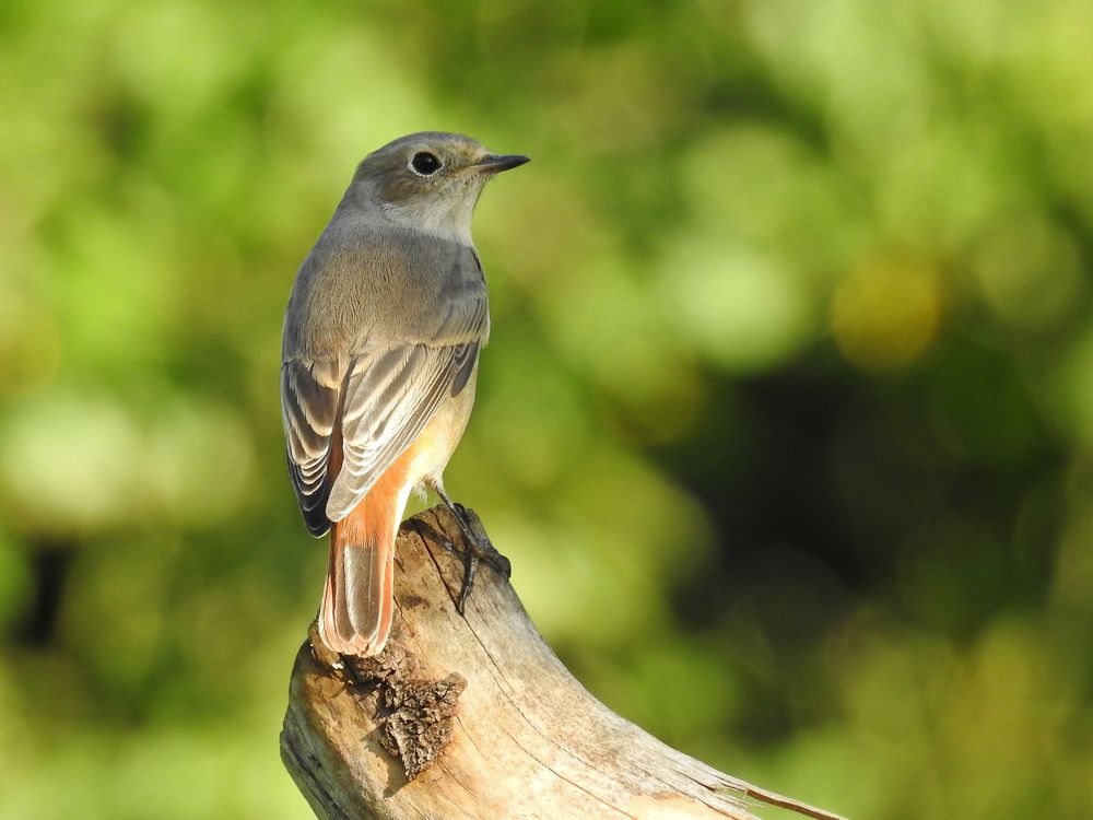 Gartenrotschwänzchen.....