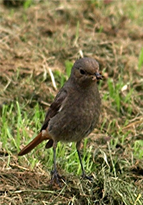 Gartenrotschwänzchen (Hähnchen)...