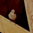 Gartenrotschwänzchen im Holzstadel