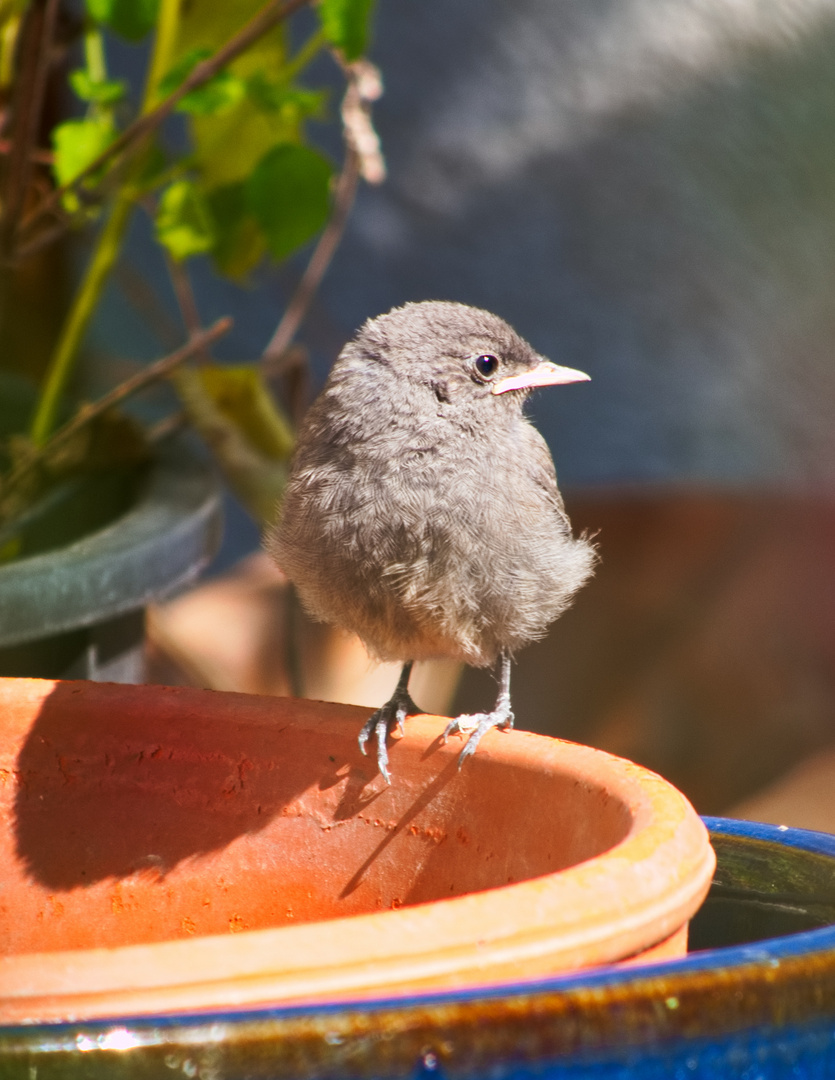 Gartenrotschwänzchen Küken im Profil