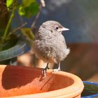 Gartenrotschwänzchen Küken im Profil