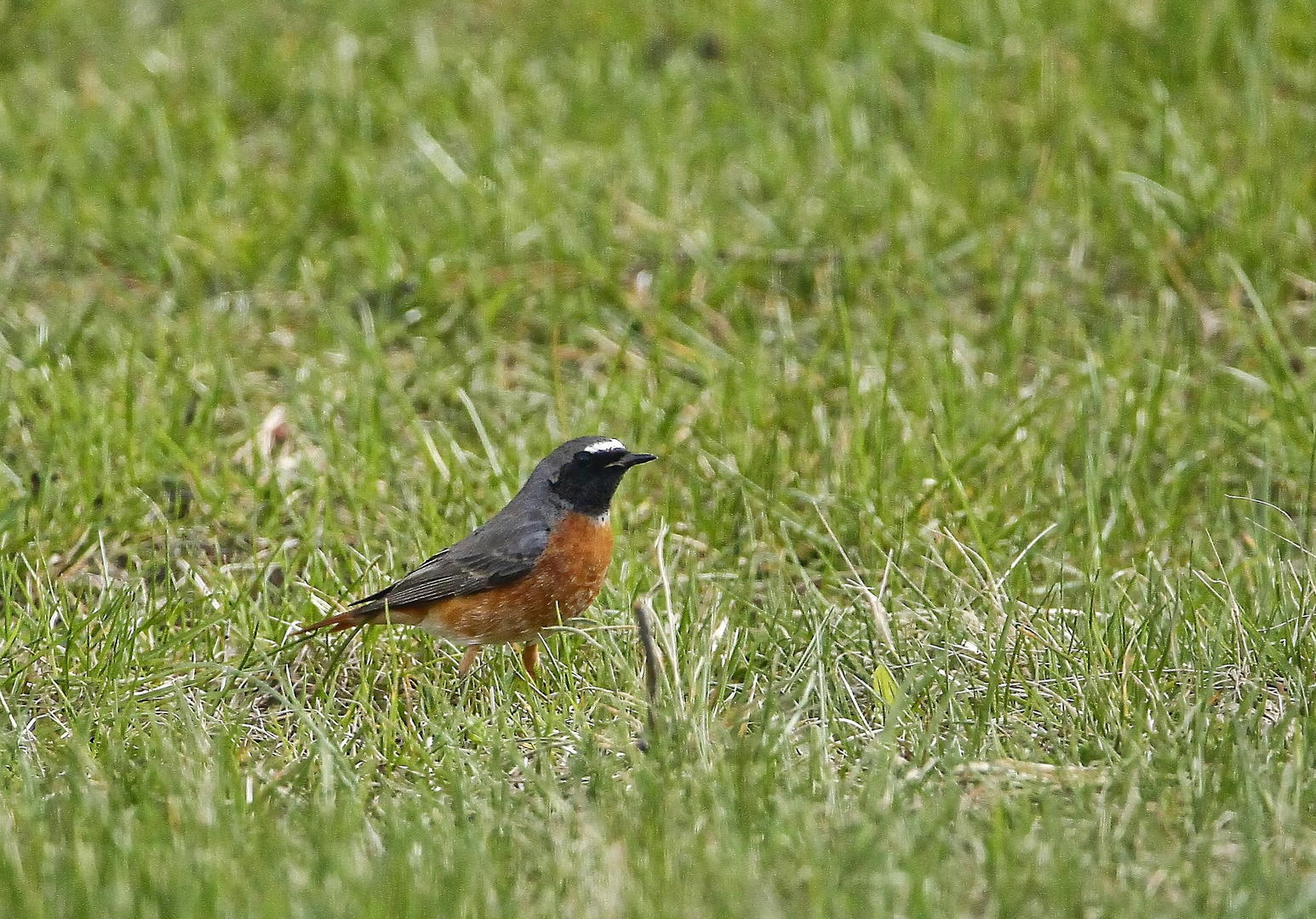 Gartenrotschwanz