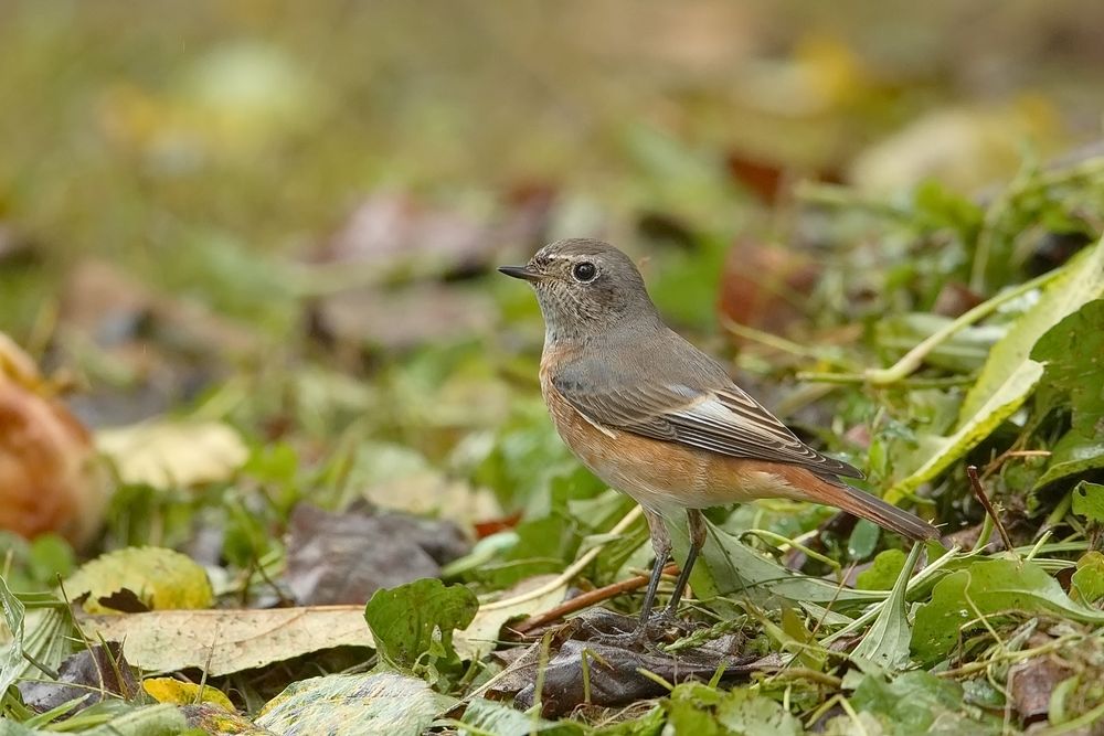 Gartenrotschwanz