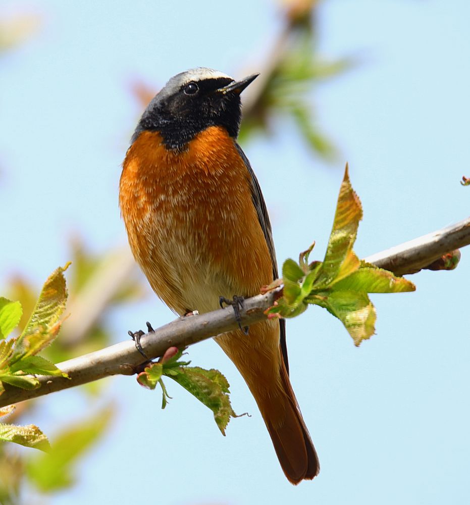 Gartenrotschwanz Foto & Bild | tiere, wildlife, wild lebende vögel Bilder auf fotocommunity