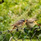 Gartenrotschwanz bei der Fütterung