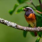 Gartenrotschwanz bringt Futter für die Kleinen