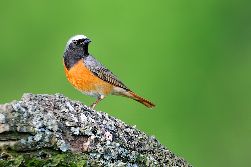 Gartenrotschwanz - der Vogel des Jahres 2011