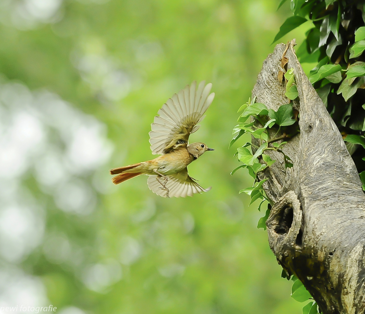 Gartenrotschwanz im Anflug