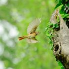 Gartenrotschwanz im Anflug