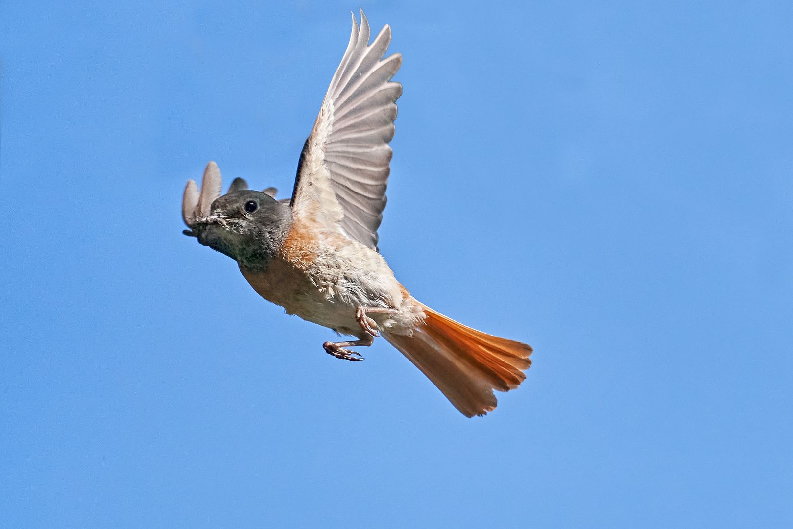 Gartenrotschwanz im Flug