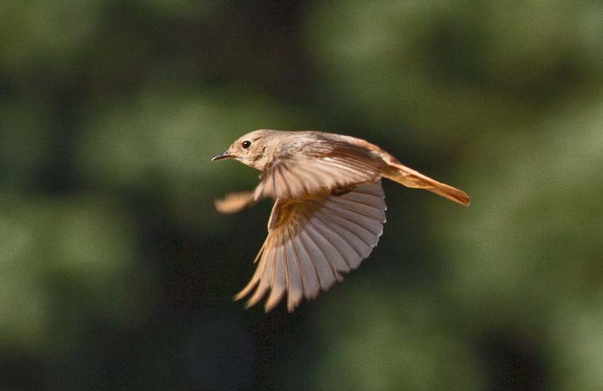 Gartenrotschwanz im Flug