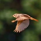 Gartenrotschwanz im Flug