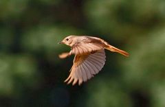 Gartenrotschwanz im Flug