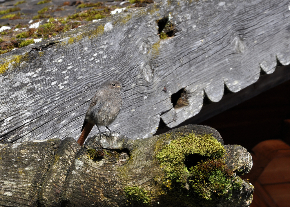 Gartenrotschwanz im Tannheimertal/ Allgäu.........(Vogel des Jahres)