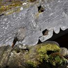 Gartenrotschwanz im Tannheimertal/ Allgäu.........(Vogel des Jahres)