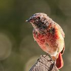 Gartenrotschwanz - Jungvogel