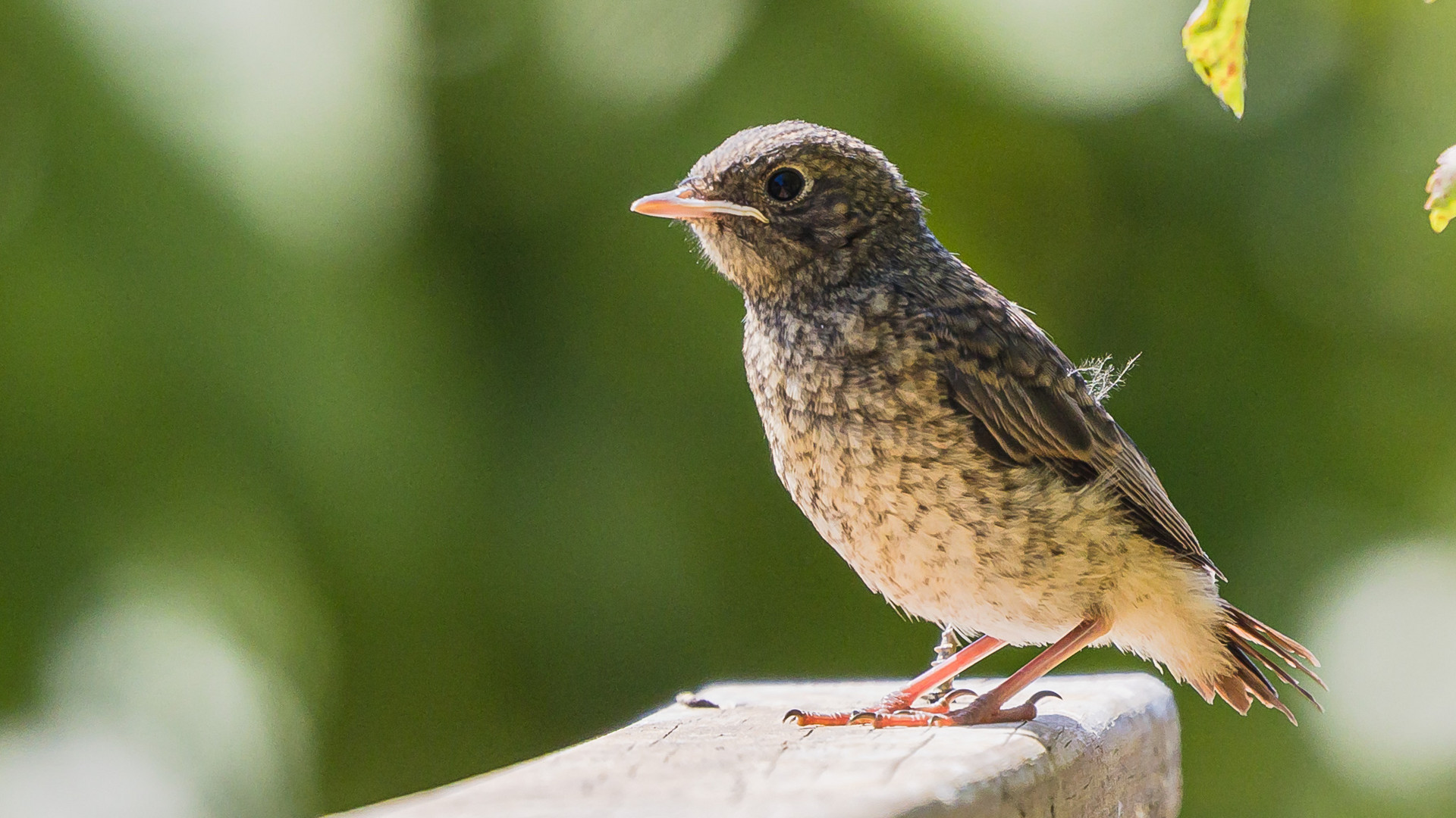 Gartenrotschwanz - Jungvogel