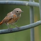 Gartenrotschwanz juv. Männchen 2