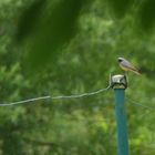 Gartenrotschwanz (m) im Regen