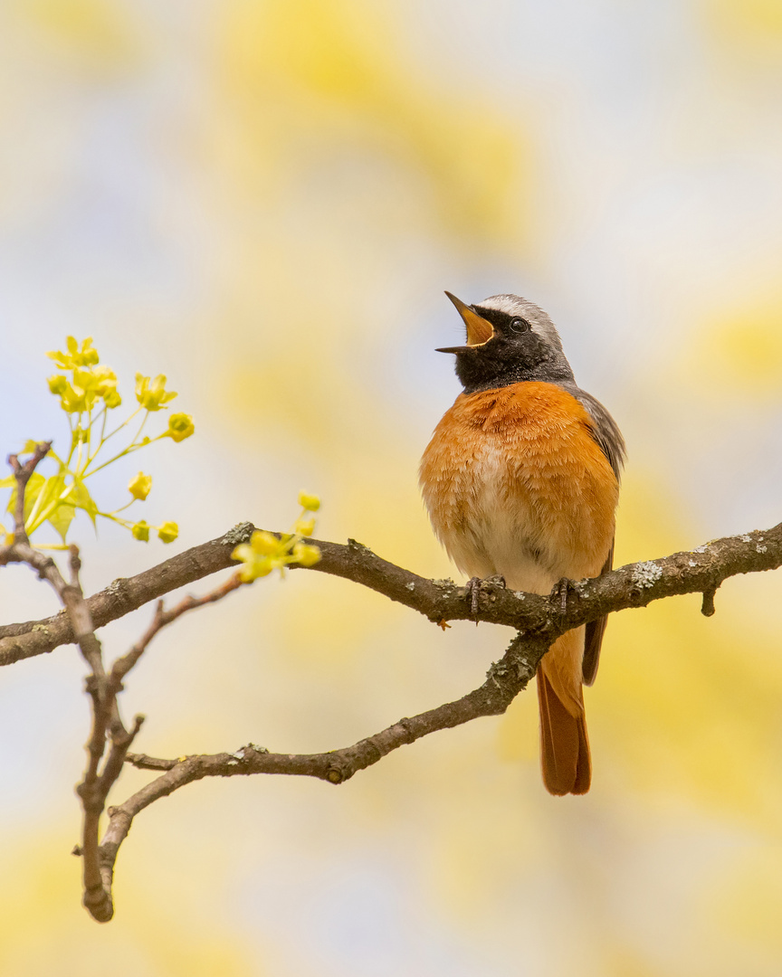 Gartenrotschwanz - m- Phoenicurus phoenicurus