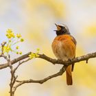 Gartenrotschwanz - m- Phoenicurus phoenicurus