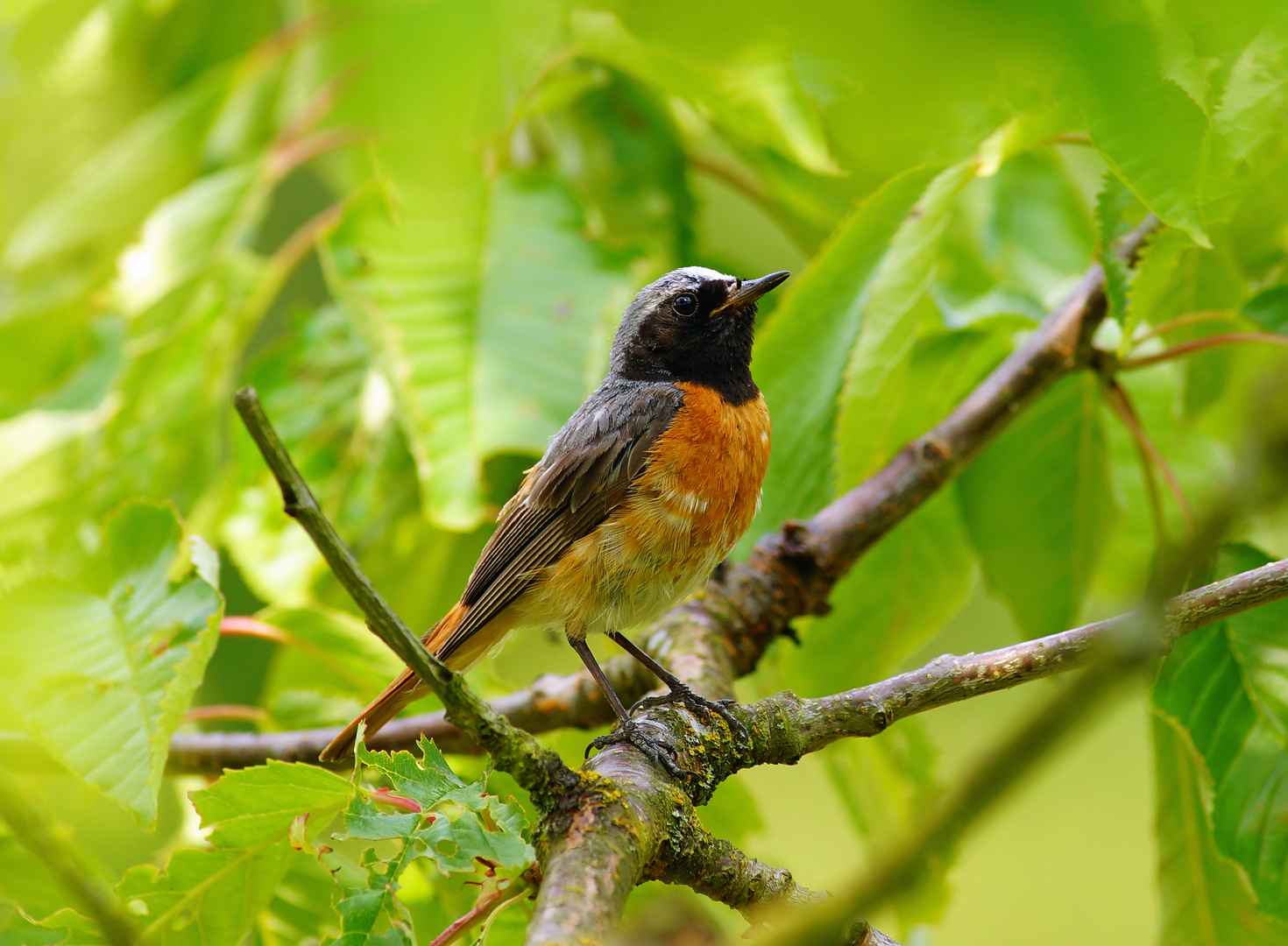 Gartenrotschwanz Männchen