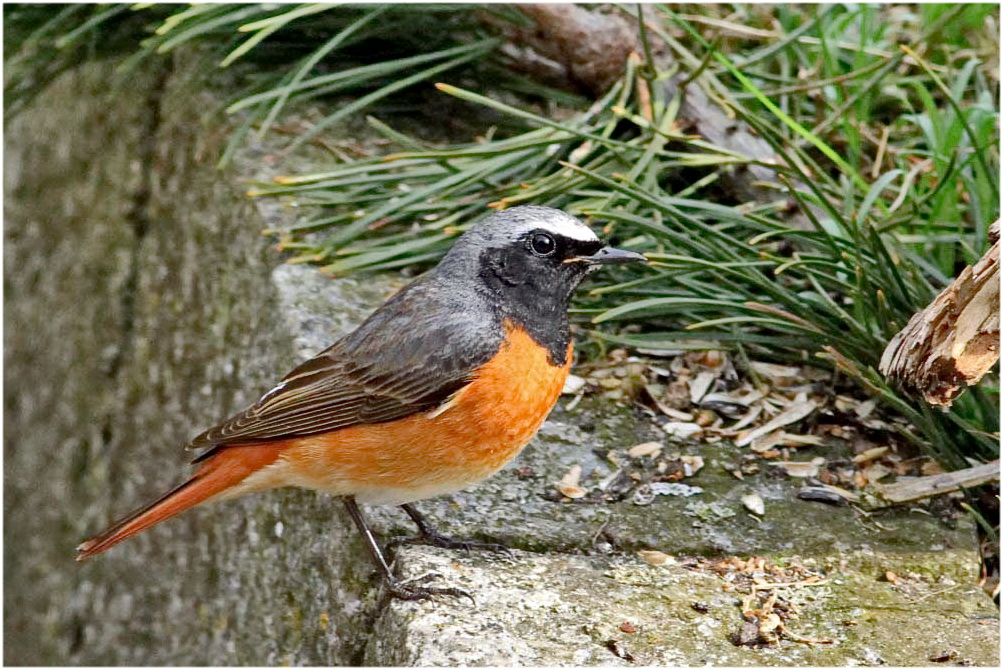 Gartenrotschwanz [Männchen]