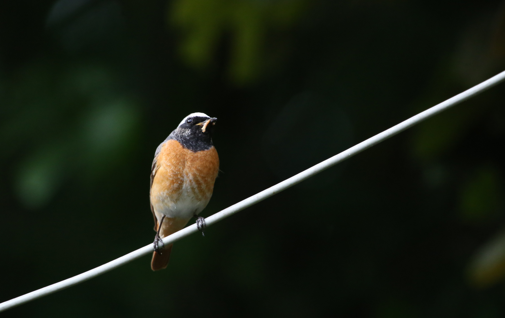 Gartenrotschwanz Männchen