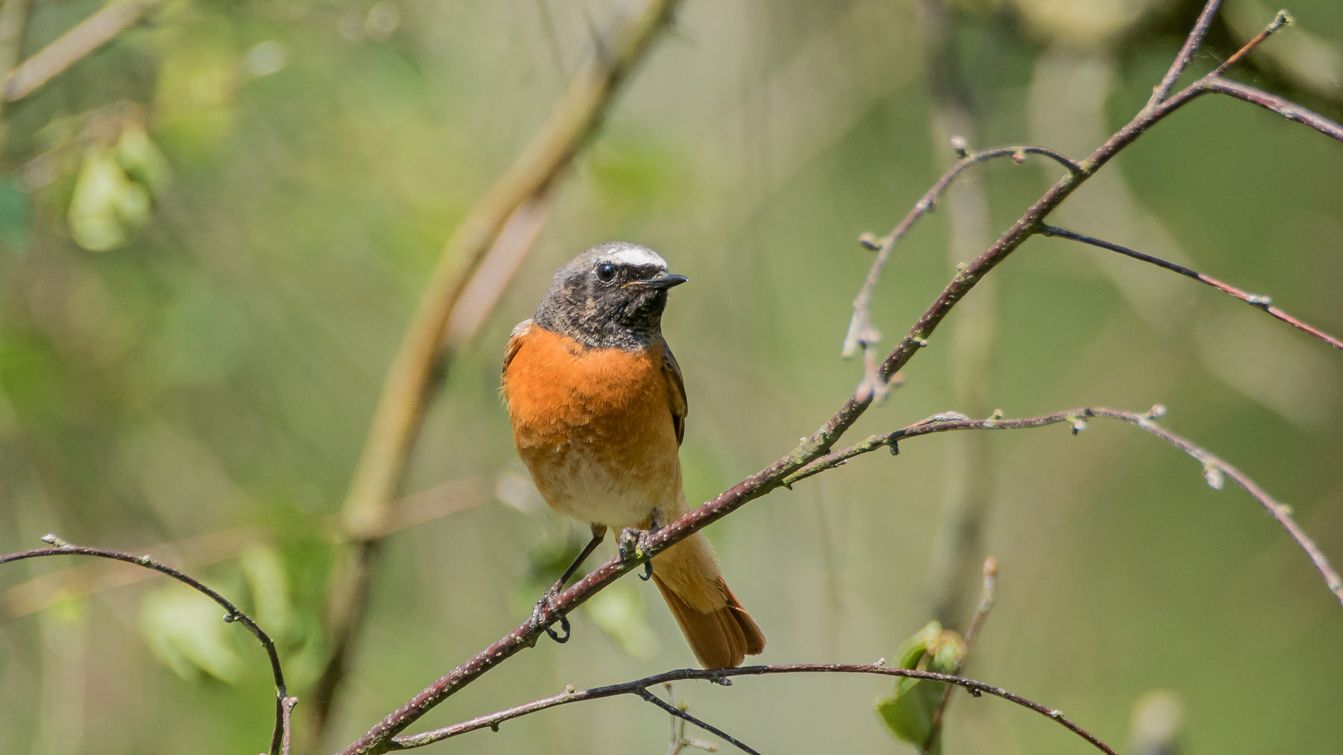 Gartenrotschwanz Männchen