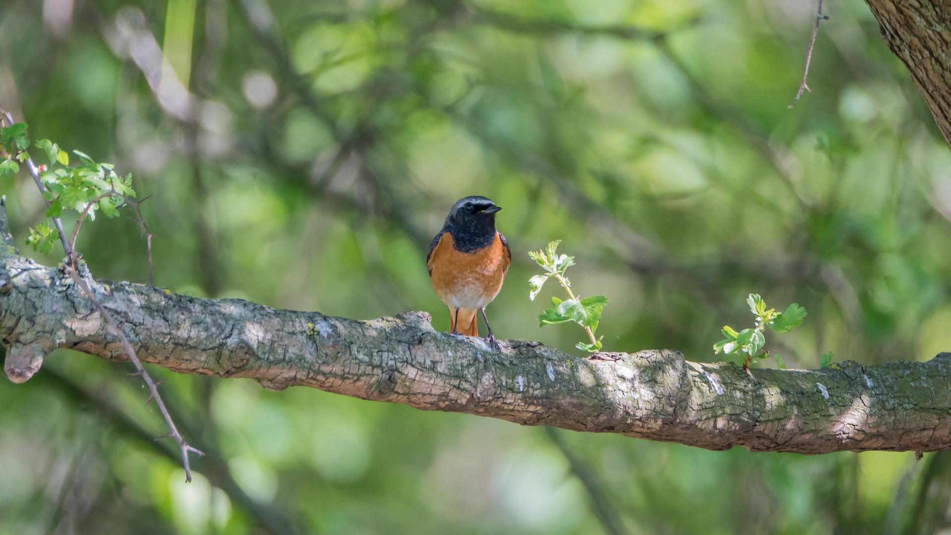 Gartenrotschwanz Männchen