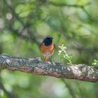 Gartenrotschwanz Männchen