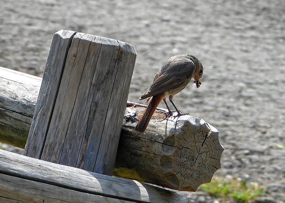 Gartenrotschwanz mit Futter