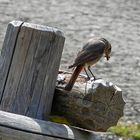 Gartenrotschwanz mit Futter