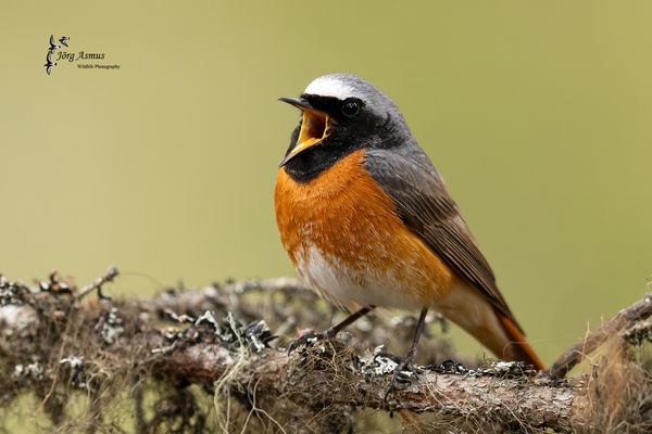 Gartenrotschwanz // Öland