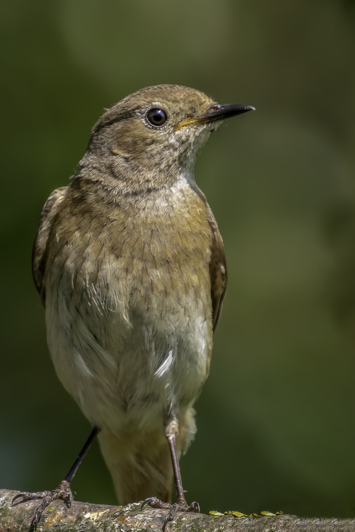 Gartenrotschwanz (Phoenicurus phoenicurus)