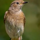 Gartenrotschwanz (Phoenicurus phoenicurus)