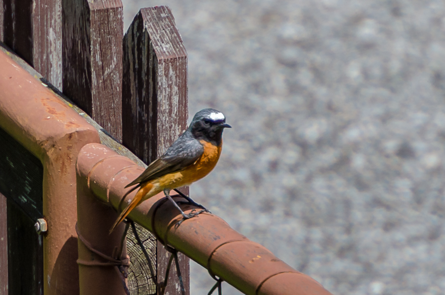 Gartenrotschwanz (Phoenicurus phoenicurus)