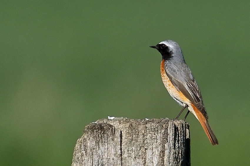  Gartenrotschwanz (Phoenicurus phoenicurus)