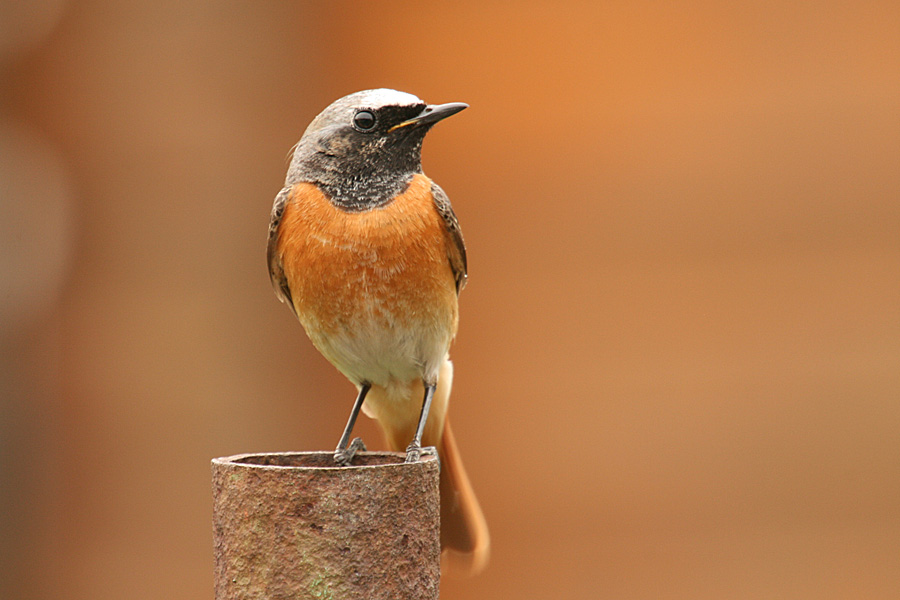 Gartenrotschwanz (Phoenicurus phoenicurus)