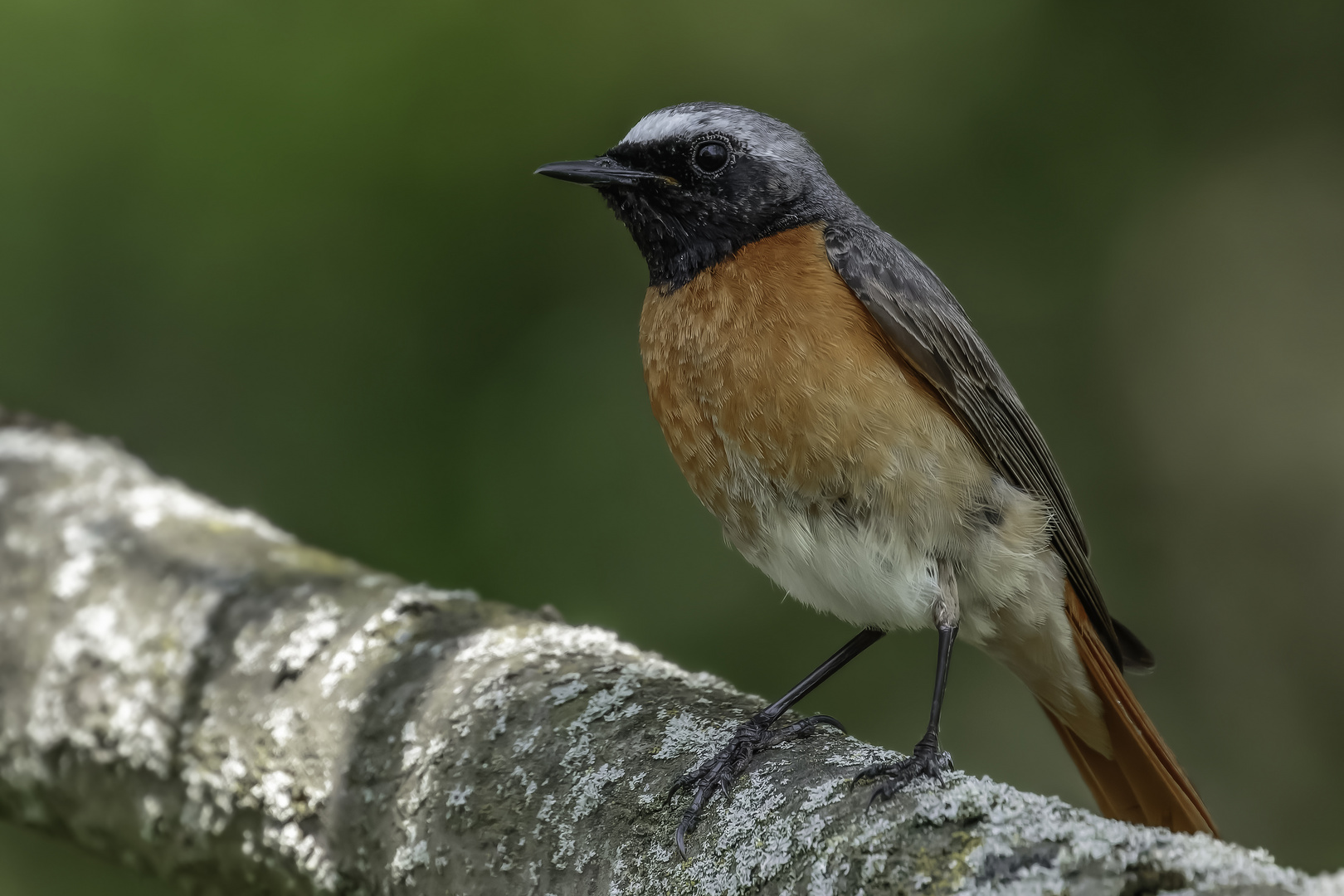 Gartenrotschwanz (Phoenicurus phoenicurus)