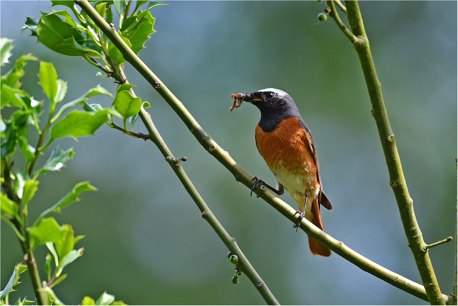 Gartenrotschwanz   -   Phoenicurus phoenicurus