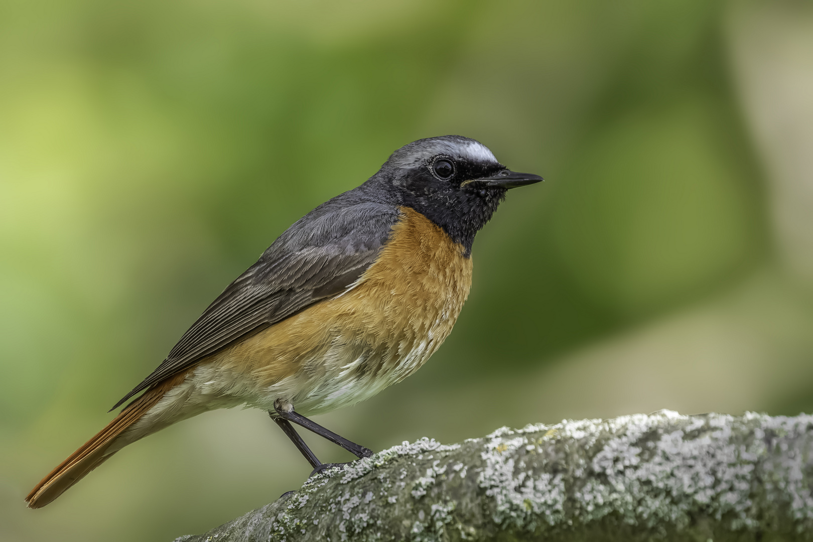 Gartenrotschwanz (Phoenicurus phoenicurus)